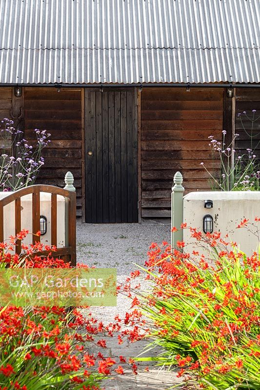 The Farmyard Garden. Crocosmia 'Lucifer', View to the Black Beds and garage with Verbena bonariensis. Hill House, Glascoed, Monmouthshire, Wales. 