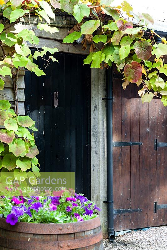 Vitis coignetiae on garage. Petunia in barrel. Hill House, Glascoed, Monmouthshire, Wales.