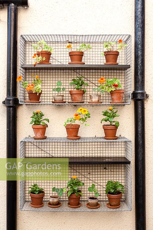 Hanging wire cages at back of house. Terracotta pots with nasturtiums. Hill House, Glascoed, Monmouthshire, Wales. 