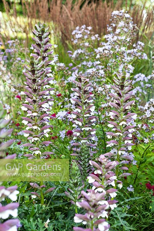 Acanthus spinosus in border at side of house. Hill House, Glascoed, Monmouthshire, Wales. 