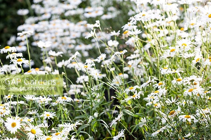 Leucanthemum x superbum in The Picket Beds. Hill House, Glascoed, Monmouthshire, Wales.