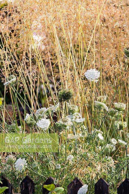 The Picket Beds with Daucus carota - Wild Carrot and Stipa gigantea. Hill House, Glascoed, Monmouthshire, Wales.