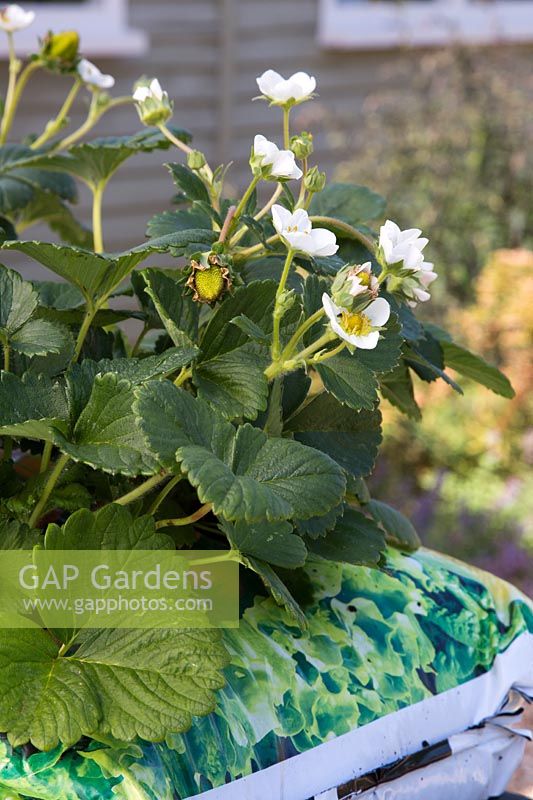 Fragaria F1 'Loran'