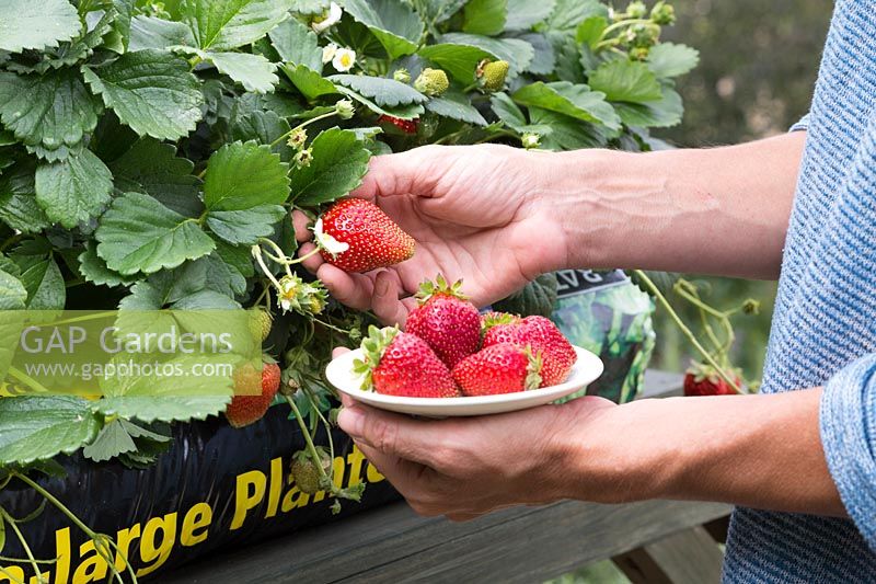 Harvesting Strawberry F1 'Loran'