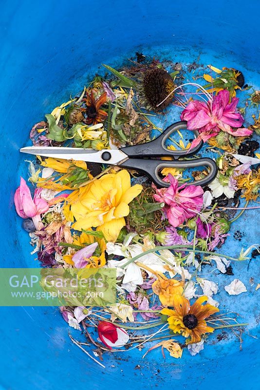 Cut spent deadheaded flowers and scissors in a blue trug - August - Oxfordshire