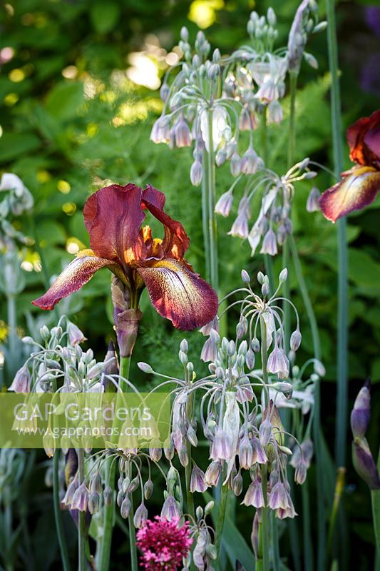 Iris 'Kent Pride' and Nectaroscordum siculum