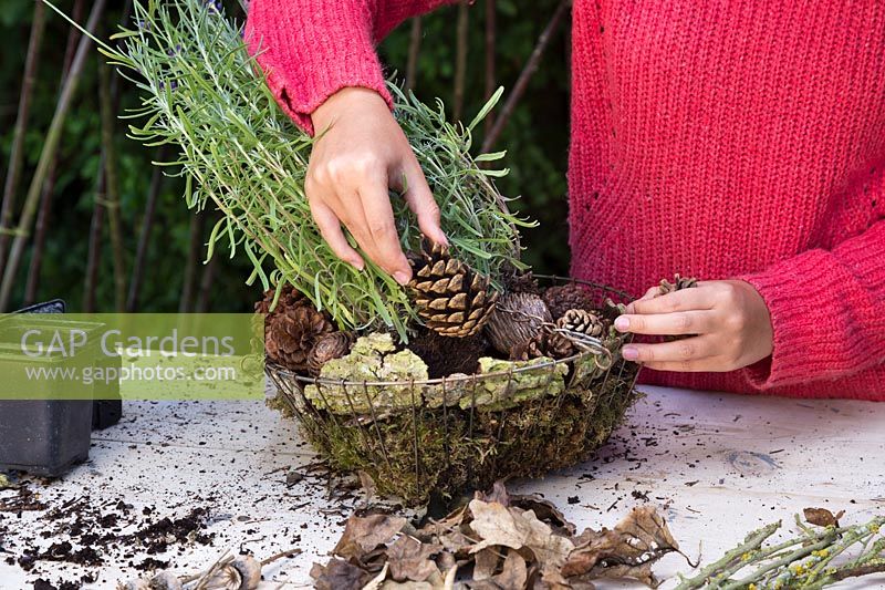 Placing pine cones into gaps and around Lavendula