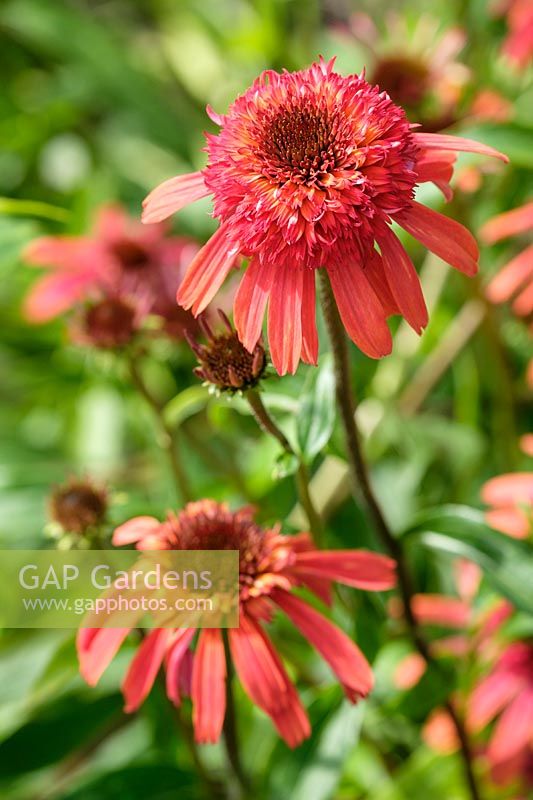 Echinacea 'Summer Salsa'