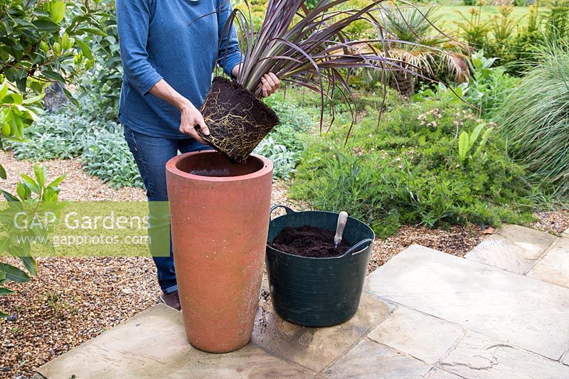 Woman planting up tall pot with Phormium 'Bronze Baby'