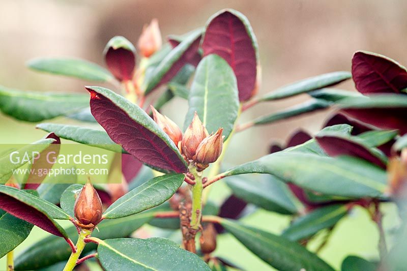 Rhododendron 'Wine and Roses'