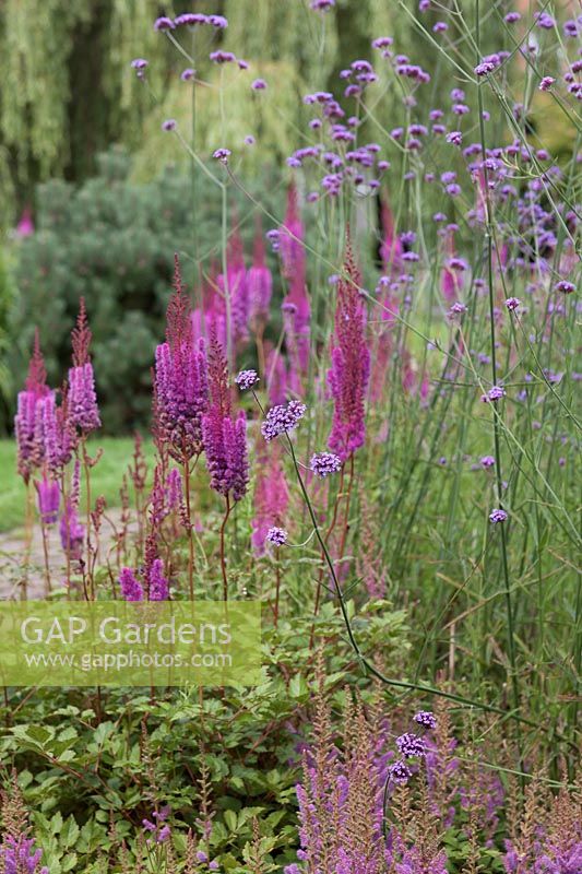 Verbena bonariensis with Astilbe chinensis var. taquetii 'Purpurlanze' in border 