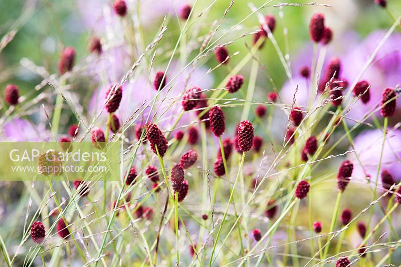 Sanguisorba officinialis 'Red Thunder' and Molinia caerulea subsp. arundinacea 'Transparent'