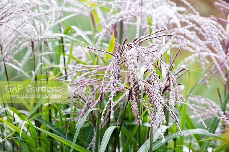 Miscanthus sinensis 'Gewitterwolke' flowering in August