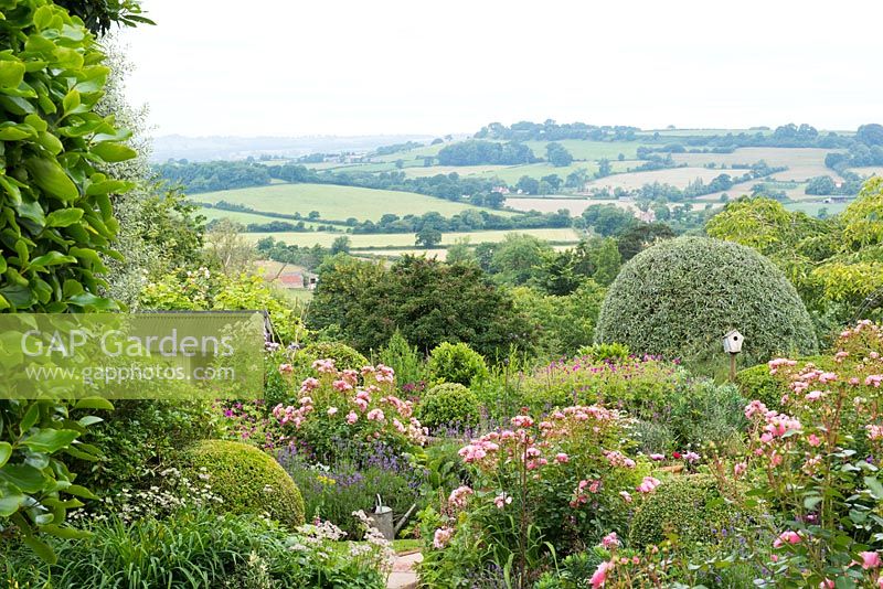 View over the Blackmore Vale, Rosa 'Nathalie Nypels' between clipped topiary