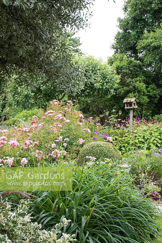 View across the garden with Hemerocallis, clipped Box, Rosa 'Nathalie Nypels' and Persicaria