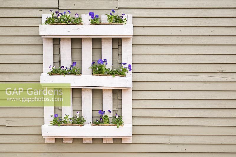 White pallet planter with mix of Viola 'Coconut Swirl' and Viola 'True Blue'