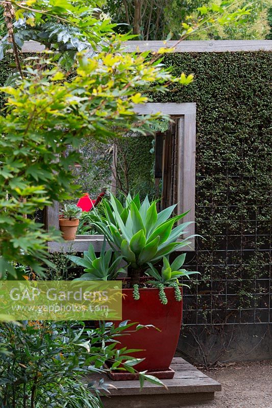 Timber screen interplanted with Muehlenbeckia complexa, wire vine, to make a green screen with a mirror to give the illusion of space. A large potted Agave attenuata, Century plant in a red glazed pot on a timber plinth.