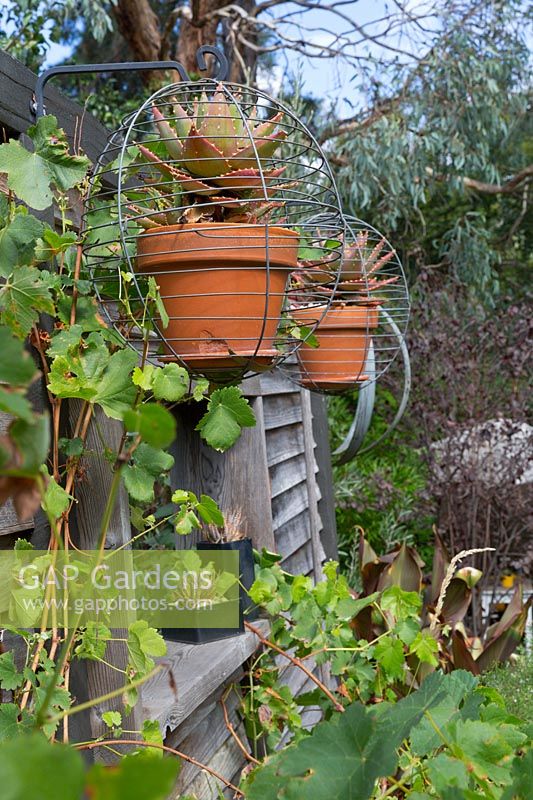 Two wire baskets with a potted Aloes in them suspended on a black metal wall brackets attached to a recycled rustic timber wall.