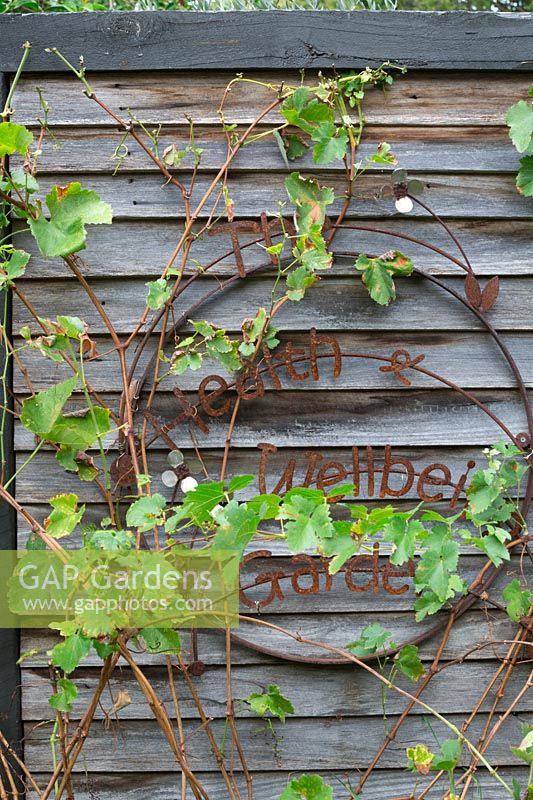 Rusty garden sign ornament mounted onto a recycled timber wall with Vitis vinifera, Grape Vine growing through it.