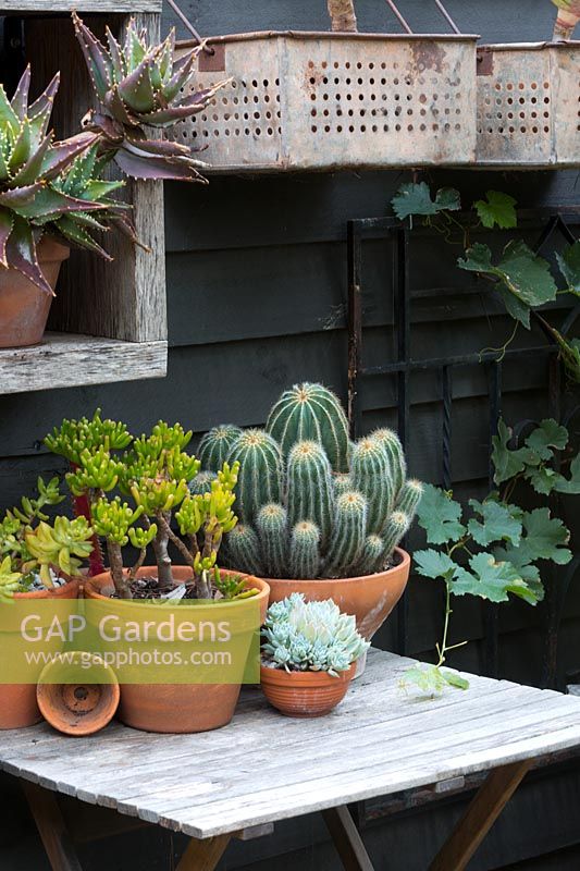 A collection of potted cactus and succulents in terracotta pots on a small timber table