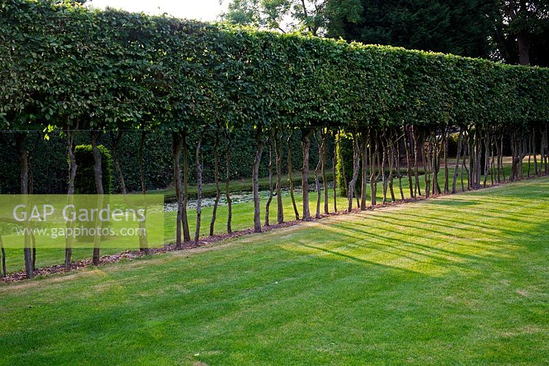 The stilted Hornbeam hedge, drum Yew and moat make compelling design features