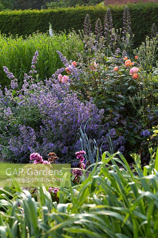 Nepeta 'Six Hills Giant' with Rosa 'Lady Emma Hamilton'