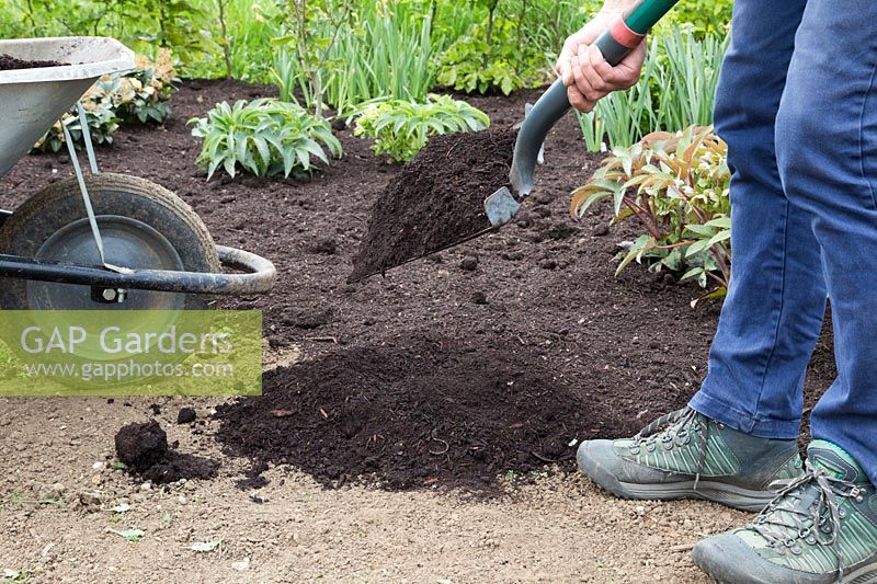 Adding soil improver as a top dressing to flower bed