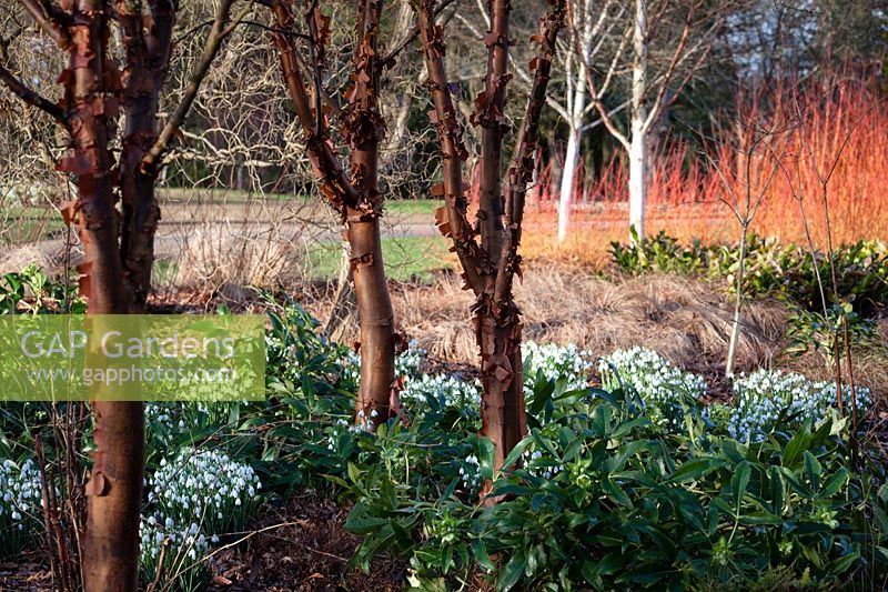 Acer griseum in Winter border