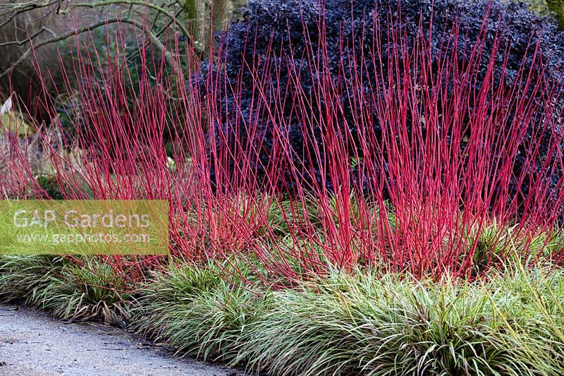 Cornus alba 'Sibirica' in Winter border