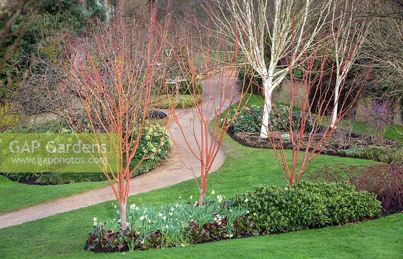 Colourful Winter view at The Savill Garden, Surrey.