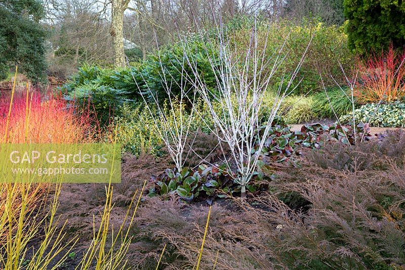 Colourful Winter beds at The Savill Garden, Surrey.
