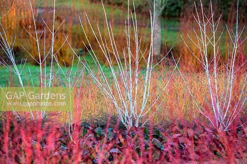 Colourful Winter combination with Snake-Bark Maples - Acer tegmentosum 'Valley Phantom', Dogwoods - Cornus sanguinea 'Midwinter Fire' and Bergenia 'Overture' at The Savill Garden, Surrey.