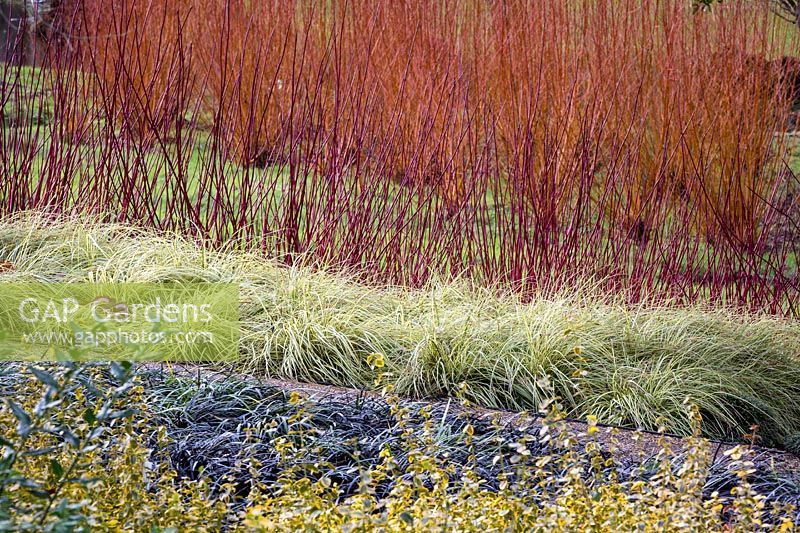 Colourful Winter combination The Savill Garden, Surrey.