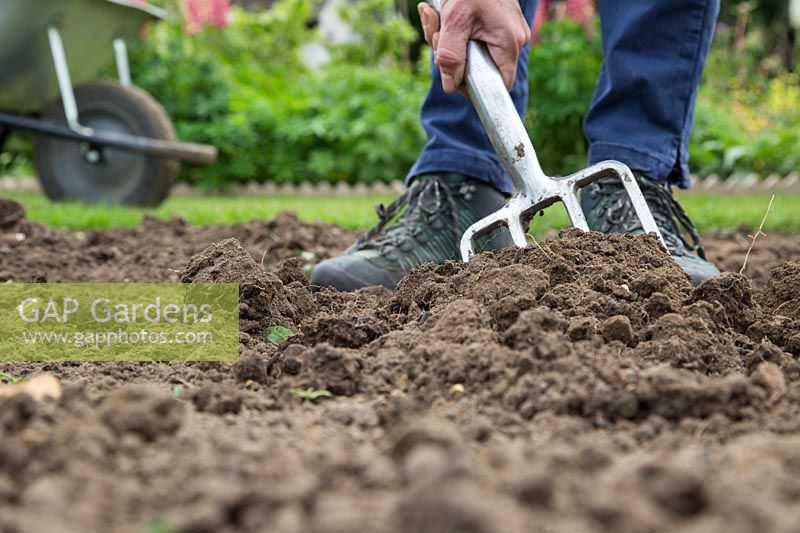 Spreading fresh manure over soil