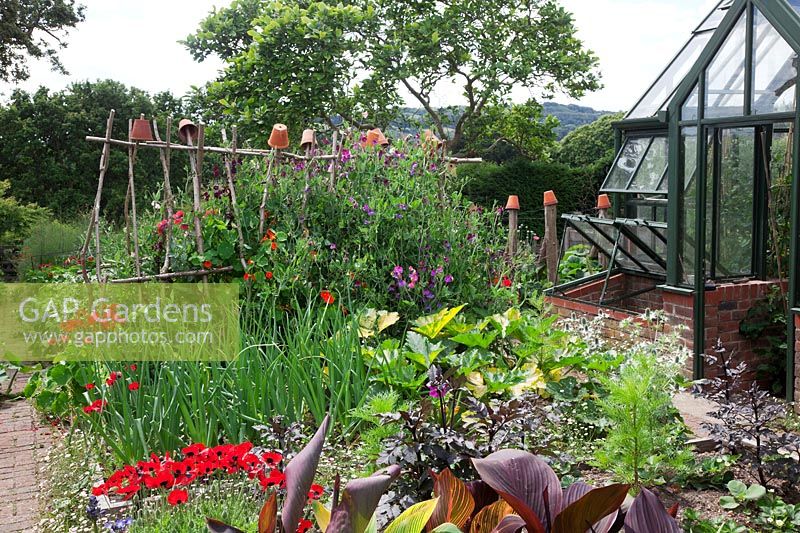 Kitchen garden full of flowers, with greenhouse and coldframe, Cannas General Eisenhower, Striata, Durban. Onion 'Red Baron'. Courgette' Parador' F1 Hybrid. Sweet peas on hazel supports topped with terracotta pots include 'Matucana' and 'Painted Lady'. Ladybird Poppies and dark leaved Dahlia 'Magenta Star' foliage.  