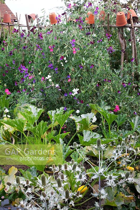 Courgette 'Parador' F1 Hybrid, Sweet peas on hazel supports topped with terracotta pots  include 'Matucana' and 'Painted Lady' and Eryngium. 