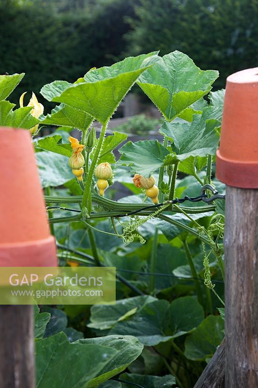 Gourd 'Crown of Thorns' rambling over oak post and wires with terracotta pot tops.