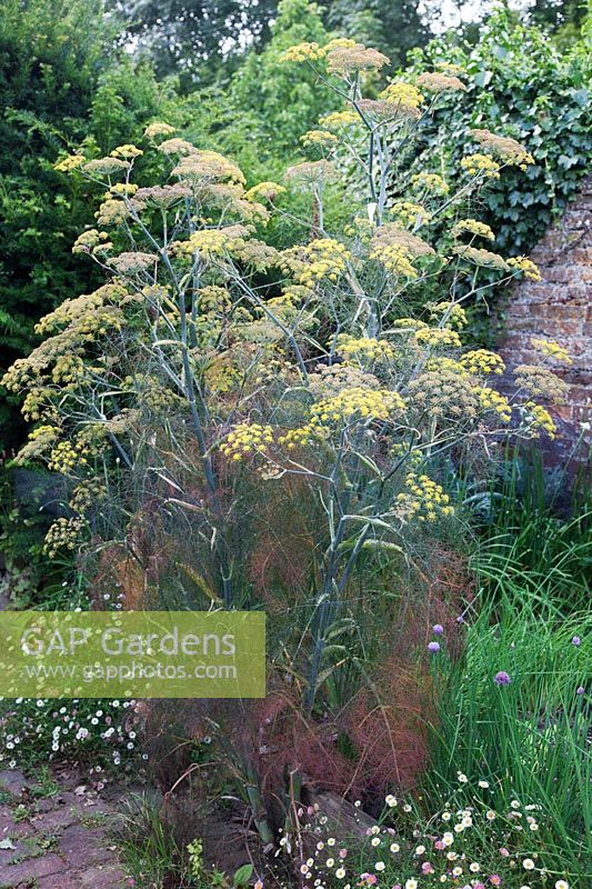 Bronze Fennel flowering with Chives and Erigeron in walled kitchen garden.