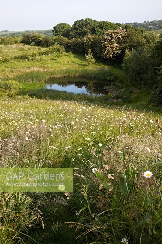 Mown pathway through meadow leading to natural pond, with Leucanthemum vulgare - Ox-eye Daisy.