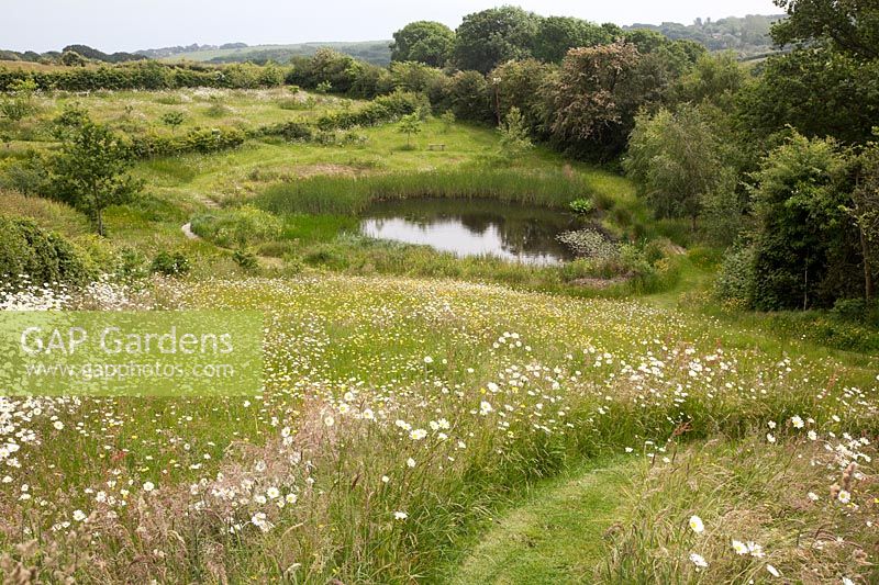 Mown pathway through meadow to natural pond, with Leucanthemum vulgare - Ox-eye Daisy and Ranunculus acris - Meadow Buttercup