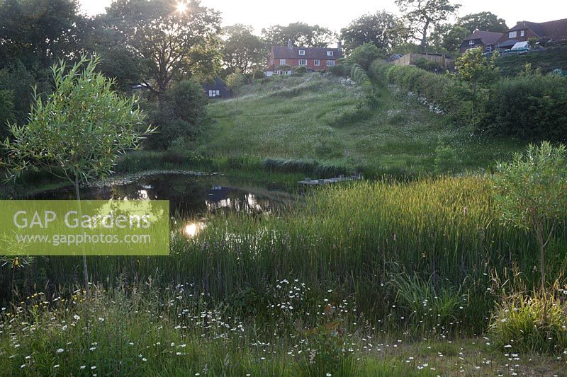 Sunset view to the house from the lower meadow with Willow trees, Leucanthemum vulgare - Ox-eye Daisy and Typha angustifolia - Lesser Bullrush