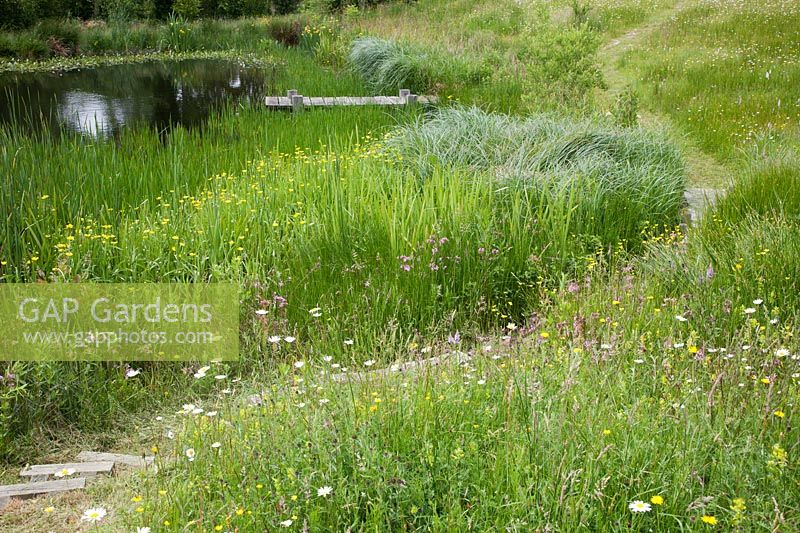 Pathway through meadow to oak jetty on the pond with Leucanthemum vulgare - Ox-eye Daisy, Trifolium pratense - Red Clover, Ranunculus acris - Meadow Buttercup, Lychnis flos-cuculi - Ragged Robin and Typha angustifolia - Lesser Bullrush