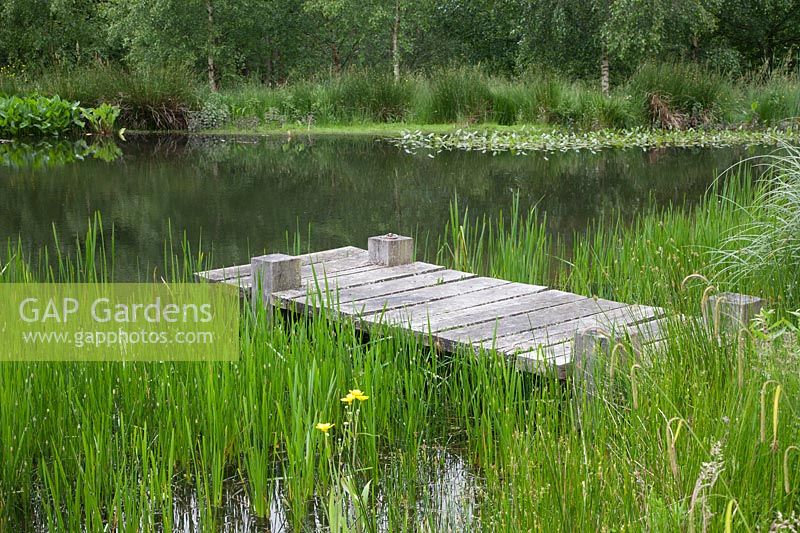 Oak jetty on the pond with Typha angustifolia -Lesser Bullrush