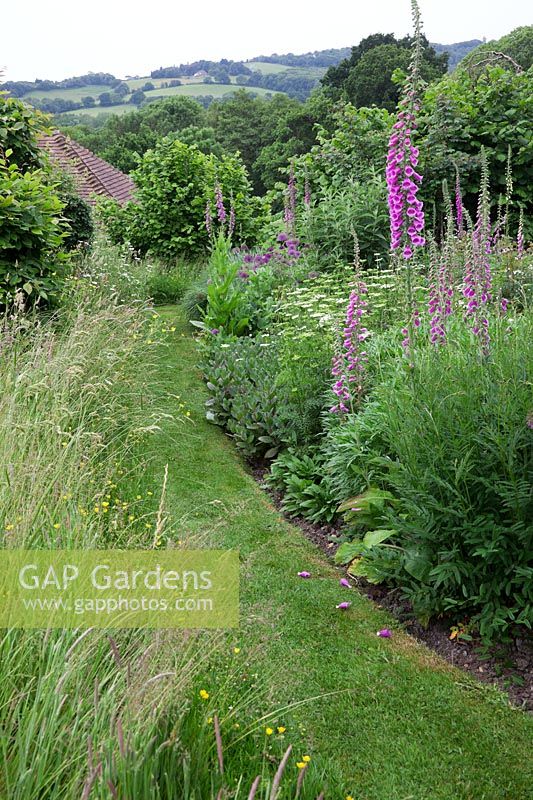 Mown pathway through wild meadow borders with Allium 'Purple Sensation', Digitalis purpurea - Foxglove and Cenolophium denudatum