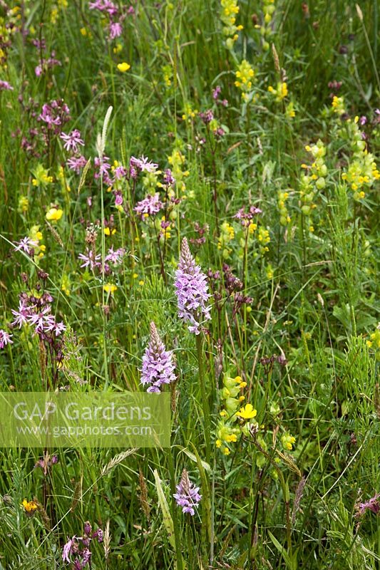 Dactylorhiza fuchsii - Common Spotted Orchid with Rhinanthus minor - Yellow Rattle and Lychnis flos-cuculi - Ragged Robin
