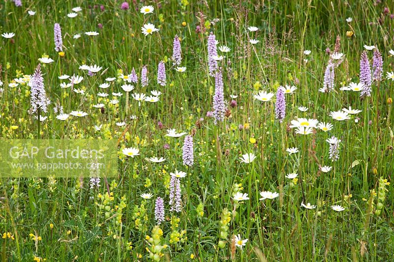 Dactylorhiza fuchsii - Common Spotted Orchid , Leucanthemum vulgare - Ox-eye Daisy,Rhinanthus minor - Yellow Rattle and Ranunculus acris - Meadow Buttercup 