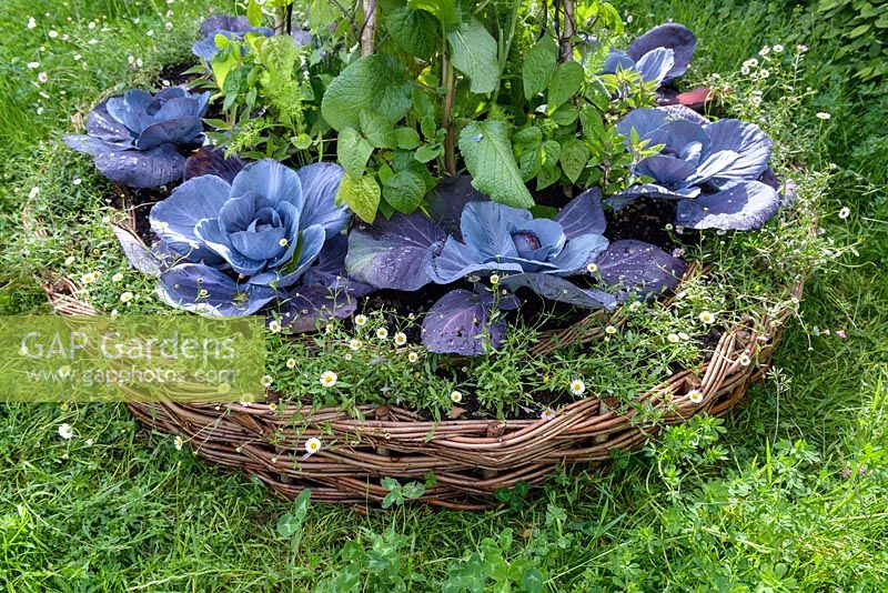 Red cabbage, borage, beans and Erigeron karvinskianus in a round wicker planter. Belmond Enchanted Gardens - RHS Chatsworth Flower Show 2017 - Designer: Butter Wakefield - Gold - People's Choice