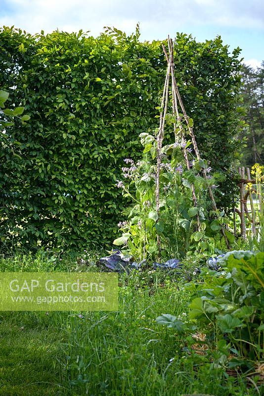 Strawberries, beans and chard in a round wicker planter. Belmond Enchanted Gardens - RHS Chatsworth Flower Show 2017 - Designer: Butter Wakefield - Gold - People's Choice