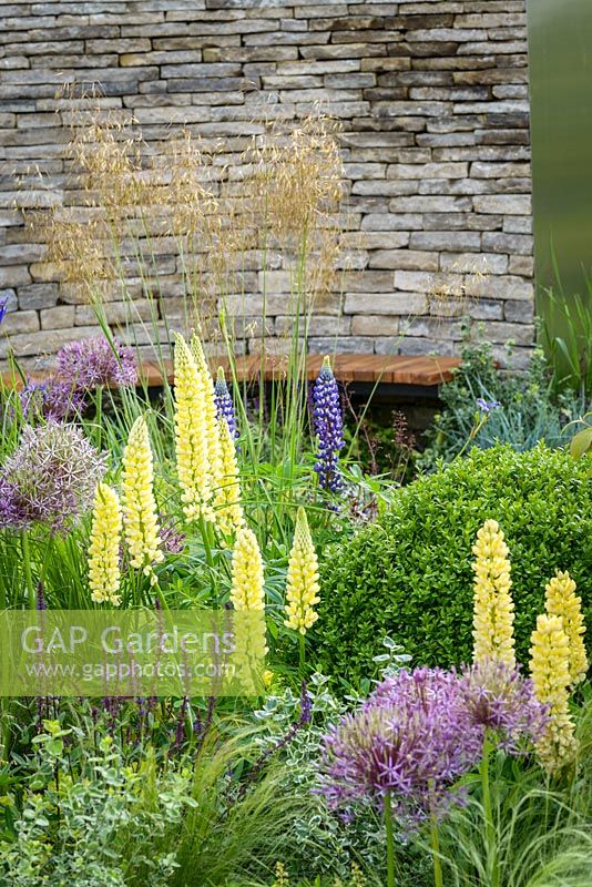 Perennial planting with Allium hollandicum 'Purple Sensation', Salvia 'Caradonna', yellow Lupin and dry stone walling in Cruse Bereavement Care: 'A Time for Everything' - RHS Chatsworth Flower Show 2017 - Designer: Neil Sutcliffe - Sponsor: London Stone