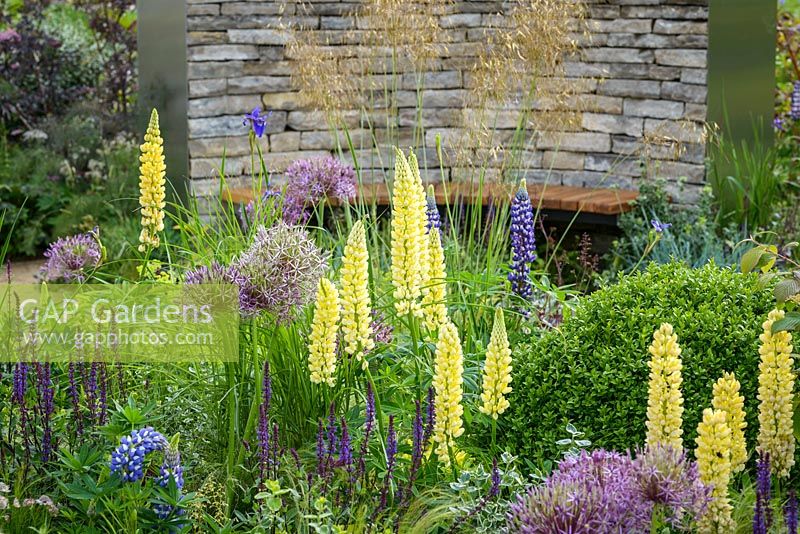 Perennial planting with Allium hollandicum 'Purple Sensation', Salvia 'Caradonna', yellow Lupin and dry stone walling in Cruse Bereavement Care: 'A Time for Everything' - RHS Chatsworth Flower Show 2017 - Designer: Neil Sutcliffe - Sponsor: London Stone